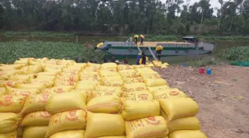 من المتوقع أن تصعد أسعار الأرز لمحصول الشتاء والربيع 2025-2026 بشكل طفيف.